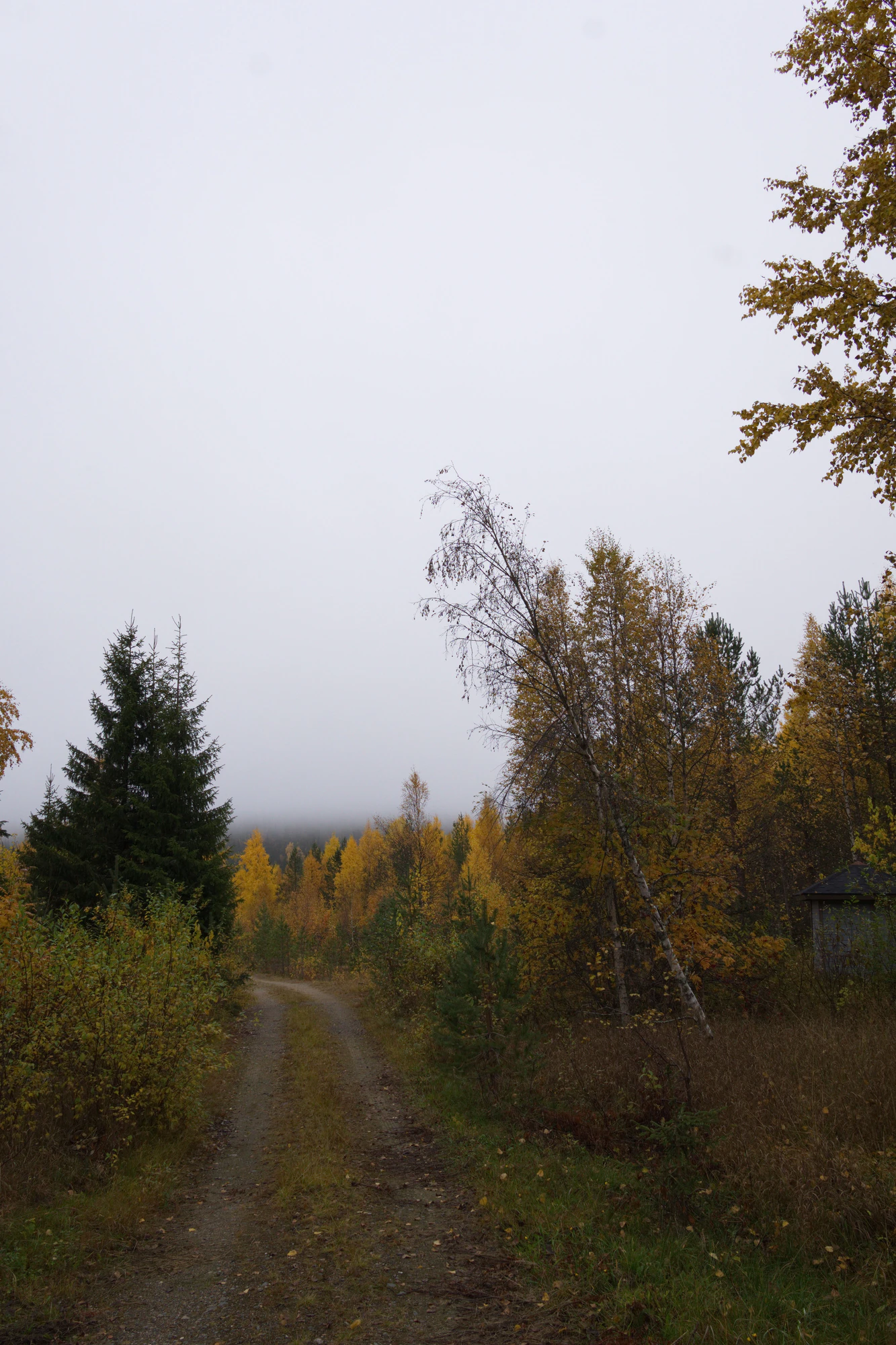 golden silver birches 130 — Скачать