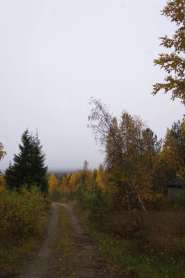 golden silver birches 130 — download