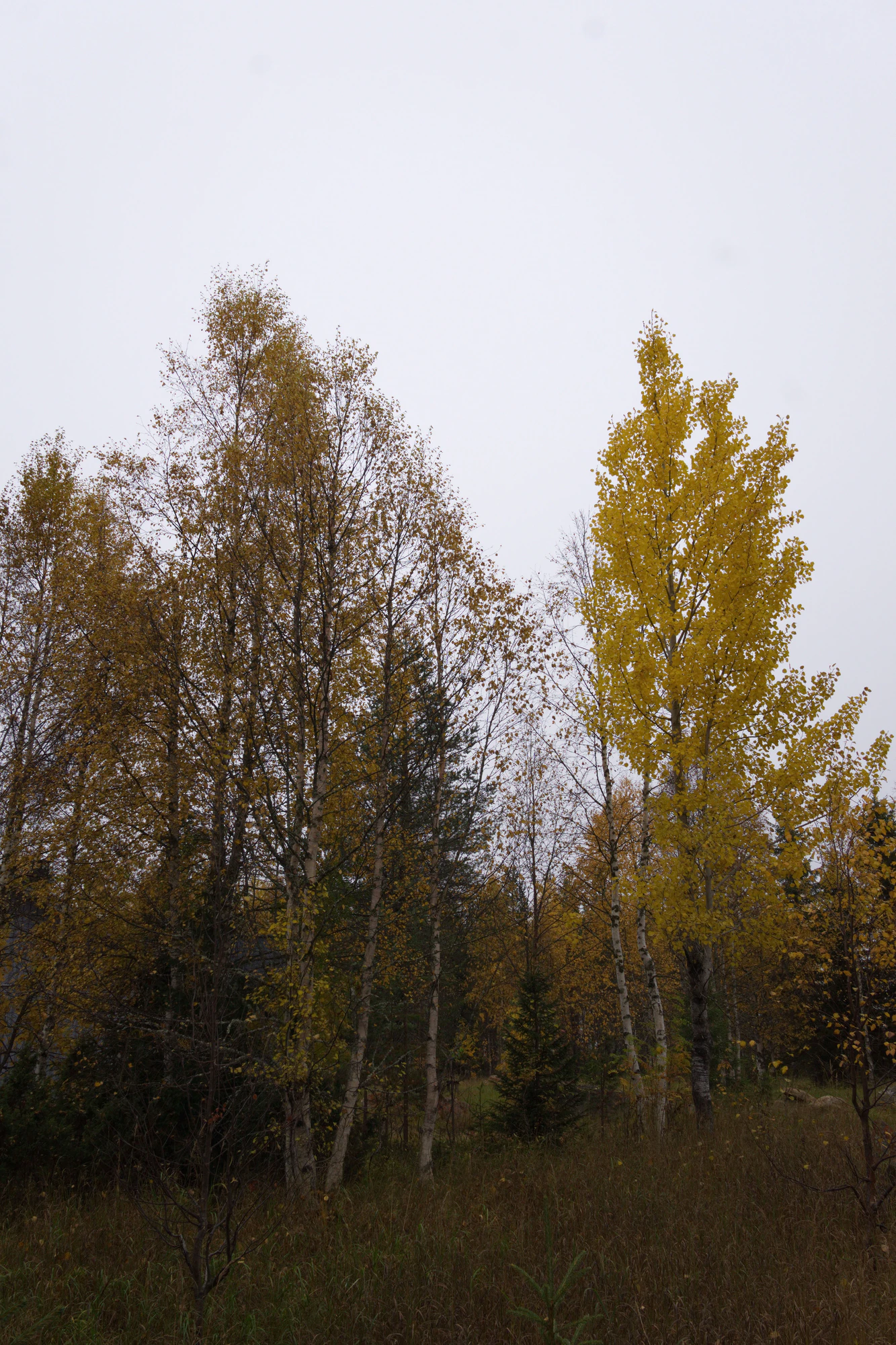 golden silver birches 131 — Скачать