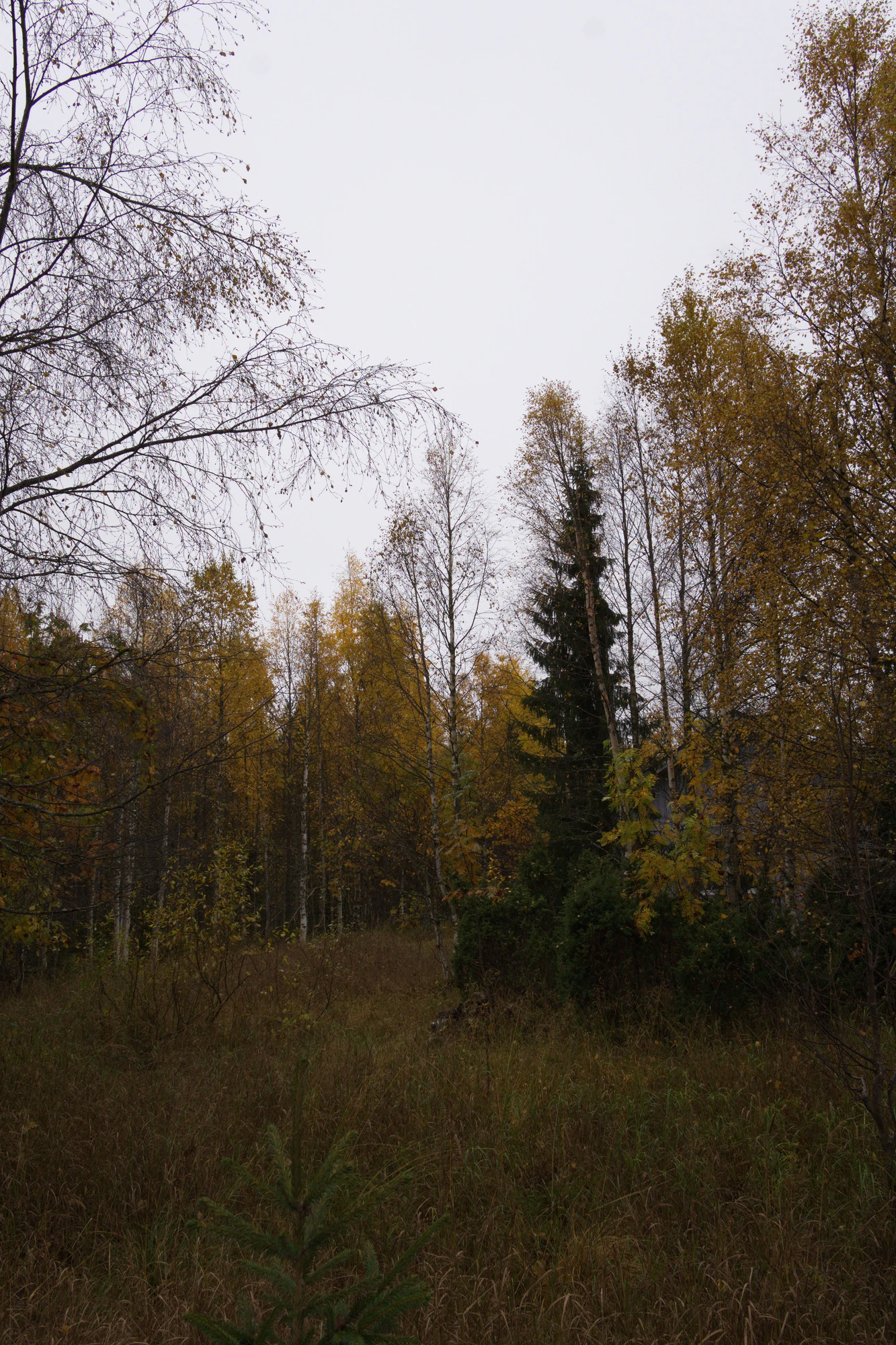 golden silver birches 132 — Скачать