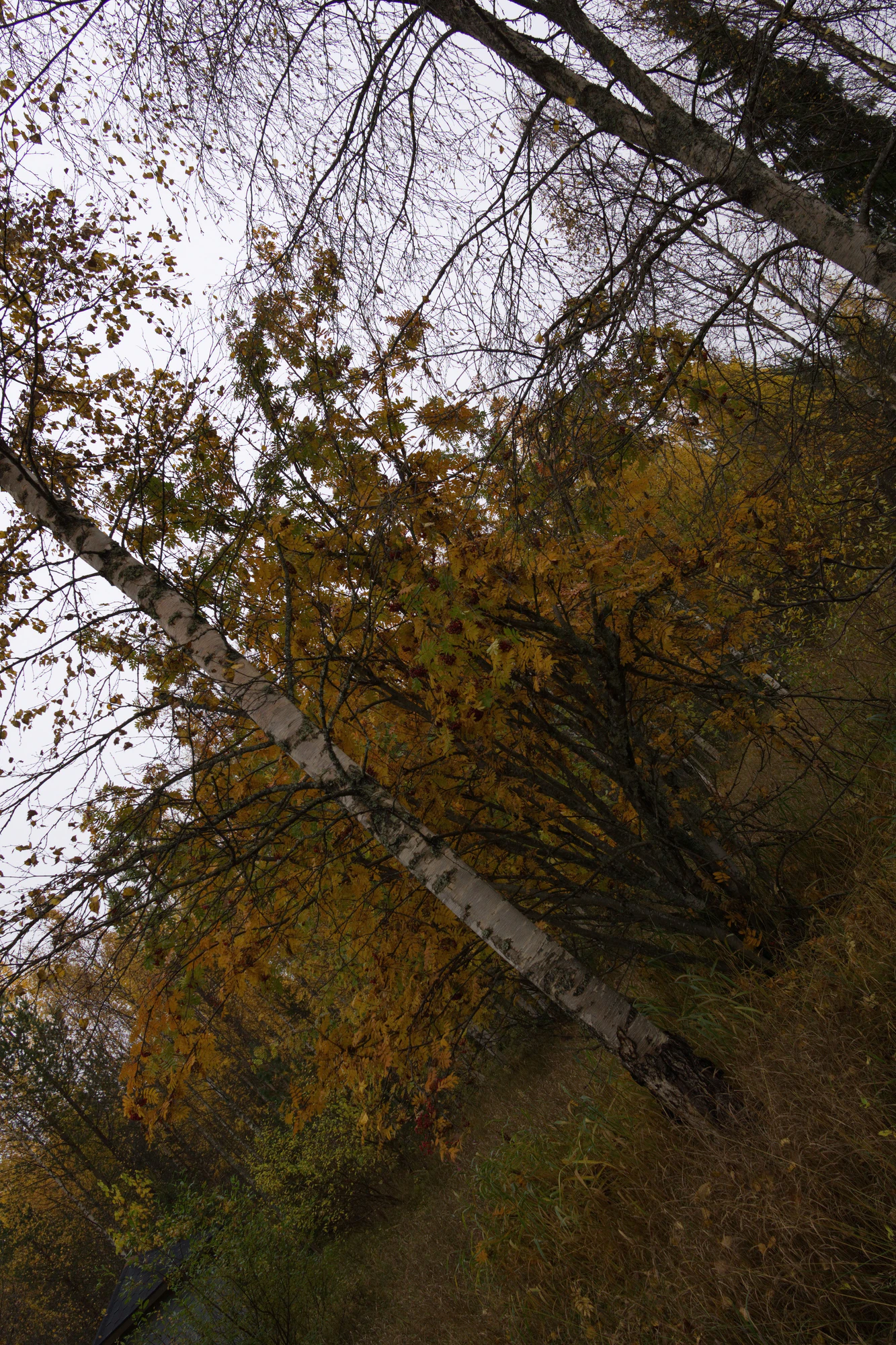 golden silver birches 133 — Descargar