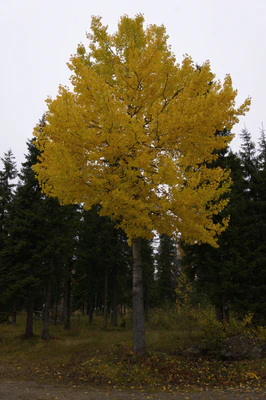 golden silver birches 134 — download