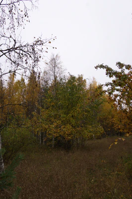 golden silver birches 136 — download