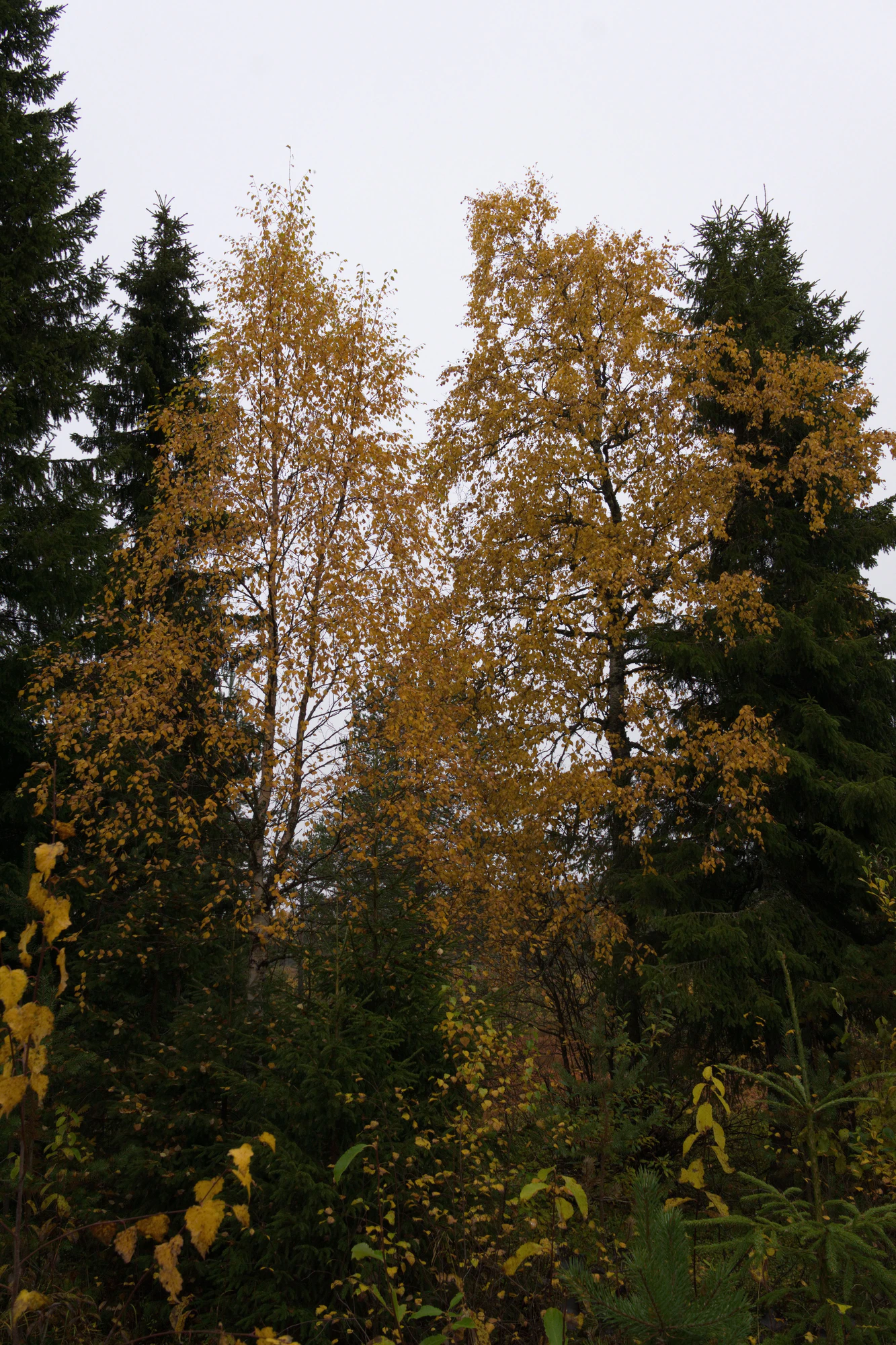 golden silver birches 137 — Descargar