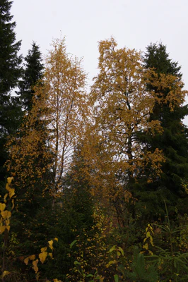 golden silver birches 137 — download