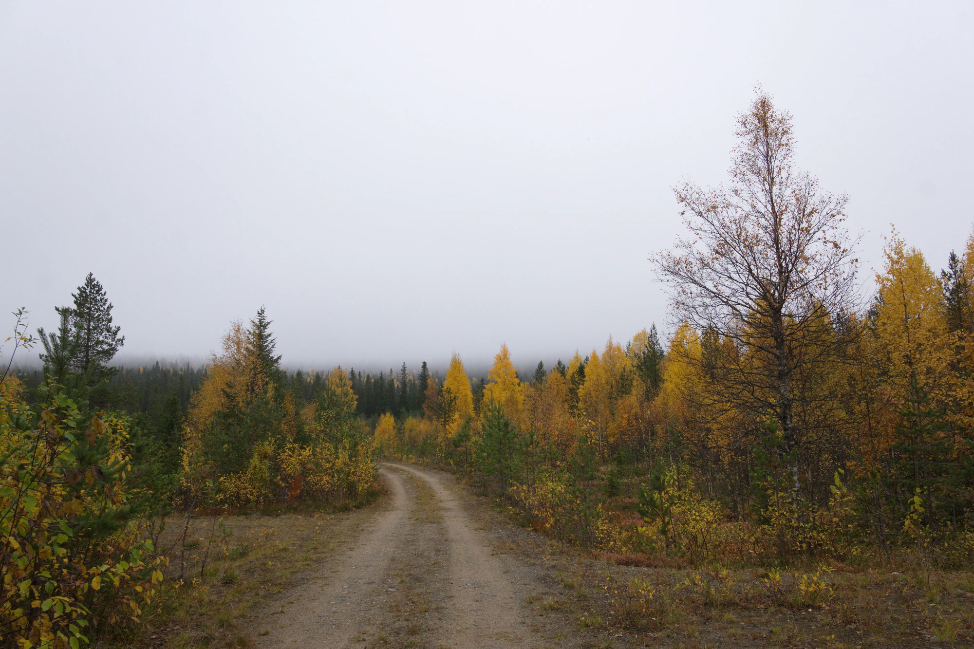 golden silver birches 138 — Descargar