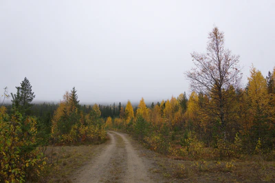 golden silver birches 138 — download