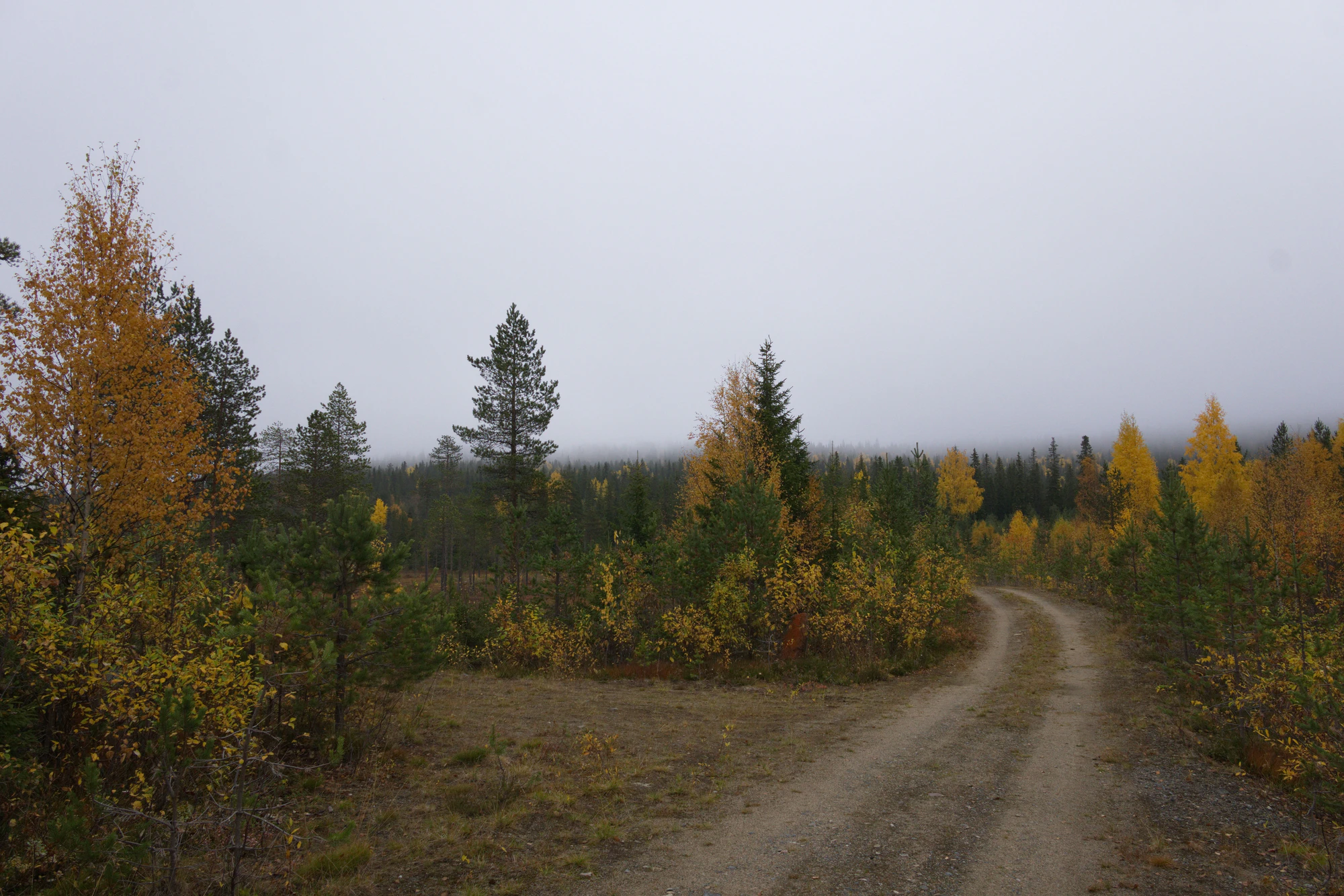 golden silver birches 139 — Скачать