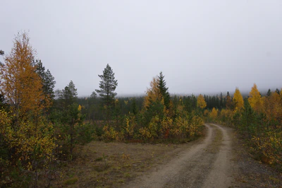 golden silver birches 139 — download