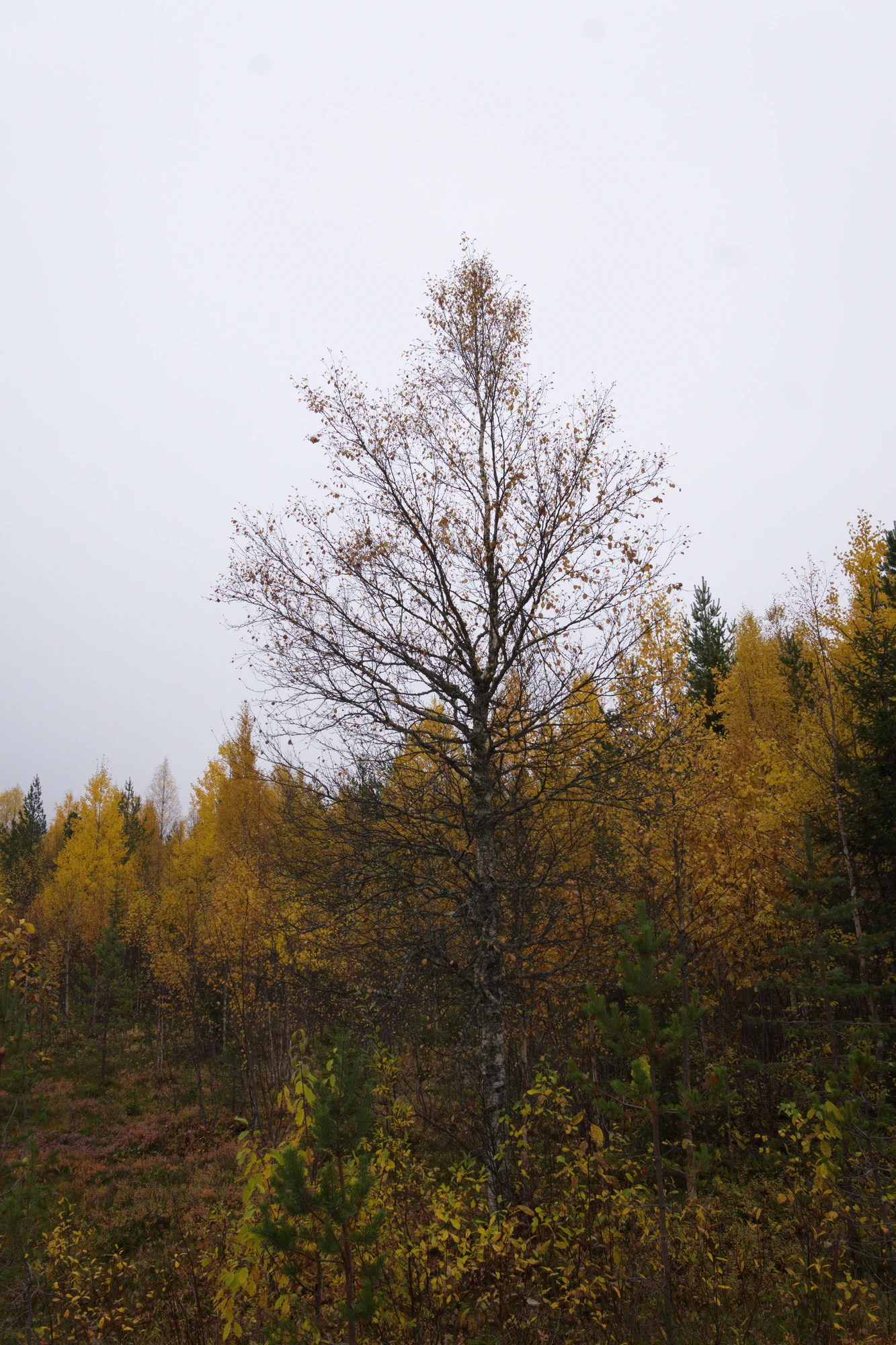 golden silver birches 140 — Скачать
