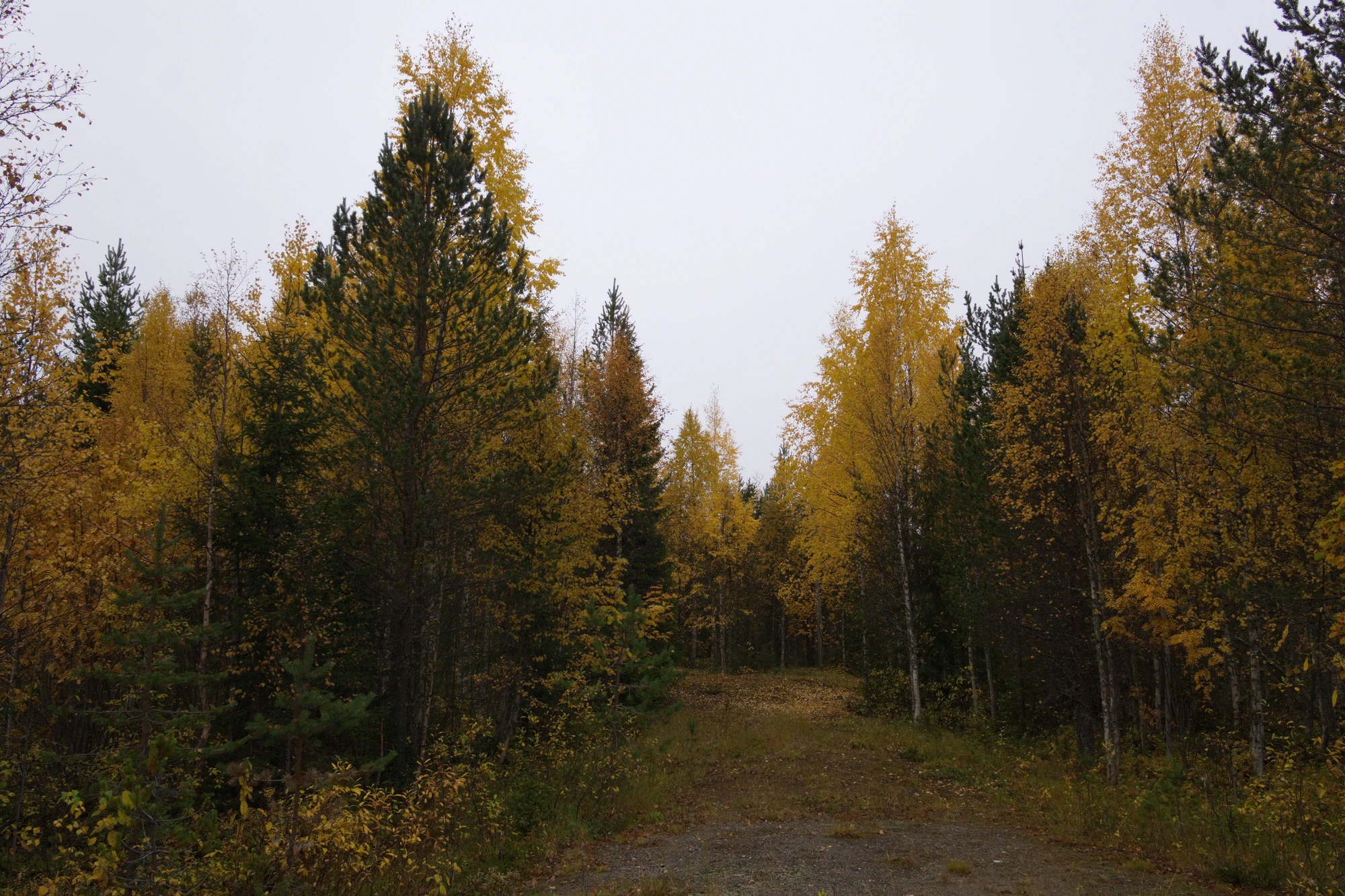 golden silver birches 141 — Скачать