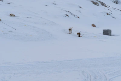 greenland town 027 — Descargar