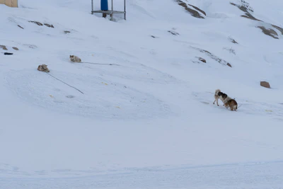 greenland town 028 — Descargar