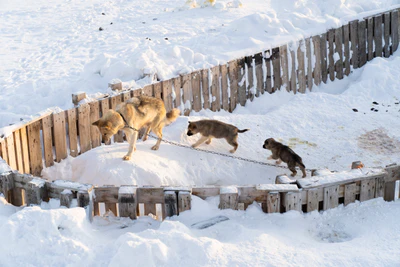 greenland town 058 — Скачать
