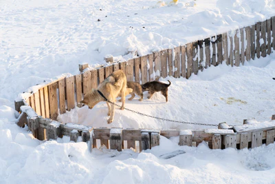 greenland town 059 — Скачать