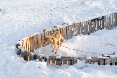 greenland town 061 — Скачать
