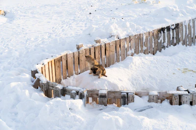 greenland town 062 — Descargar