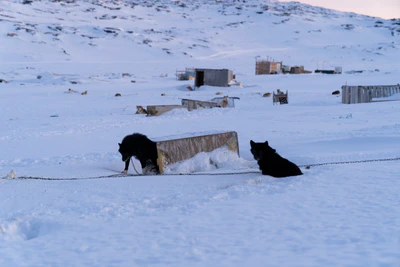 greenland town 081 — Descargar