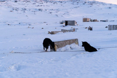 greenland town 082 — Скачать