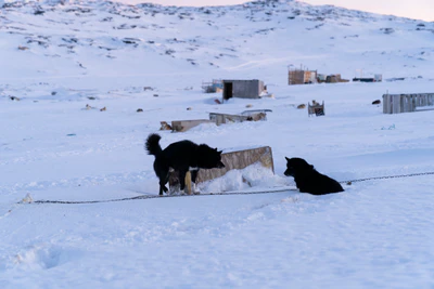 greenland town 083 — Descargar