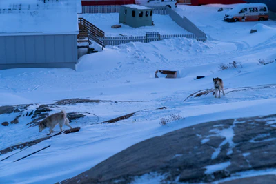 greenland town 178 — Скачать