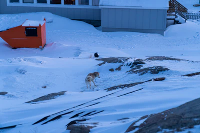 greenland town 180 — Descargar