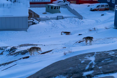 greenland town 183 — Скачать