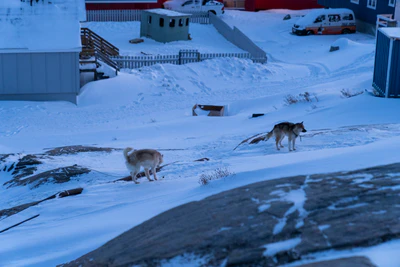greenland town 184 — Descargar
