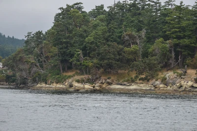 misty coast 271 — скачать