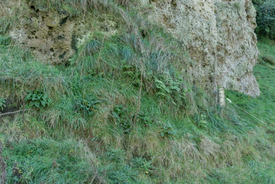 porous limestone cliffs 062 — Download