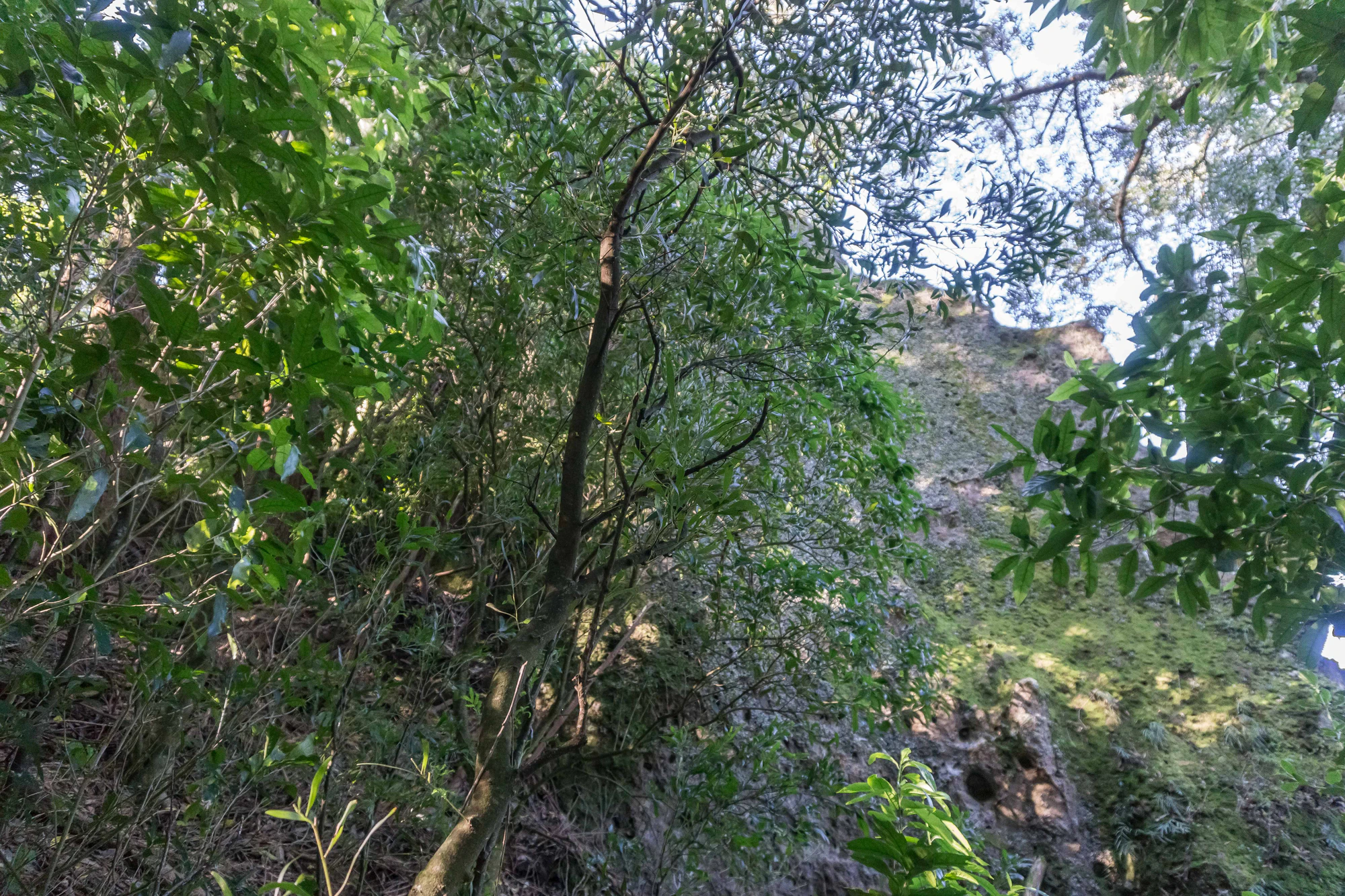 porous limestone cliffs 093 — Download