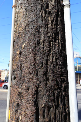 san francisco columbus ave 012 — Descargar