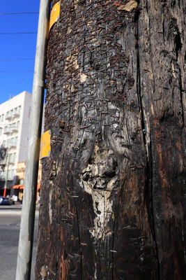 san francisco columbus ave 013 — Скачать