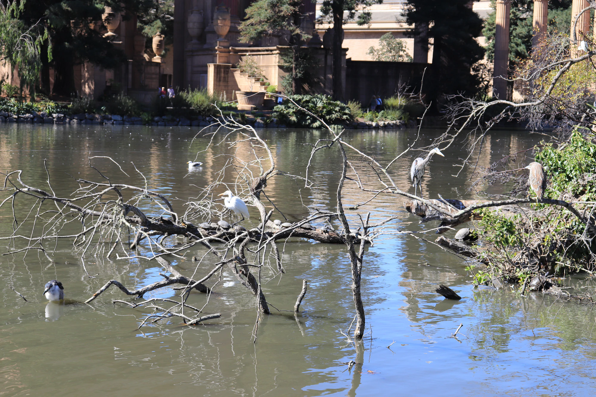 san francisco palace of fine arts 032 — Скачать