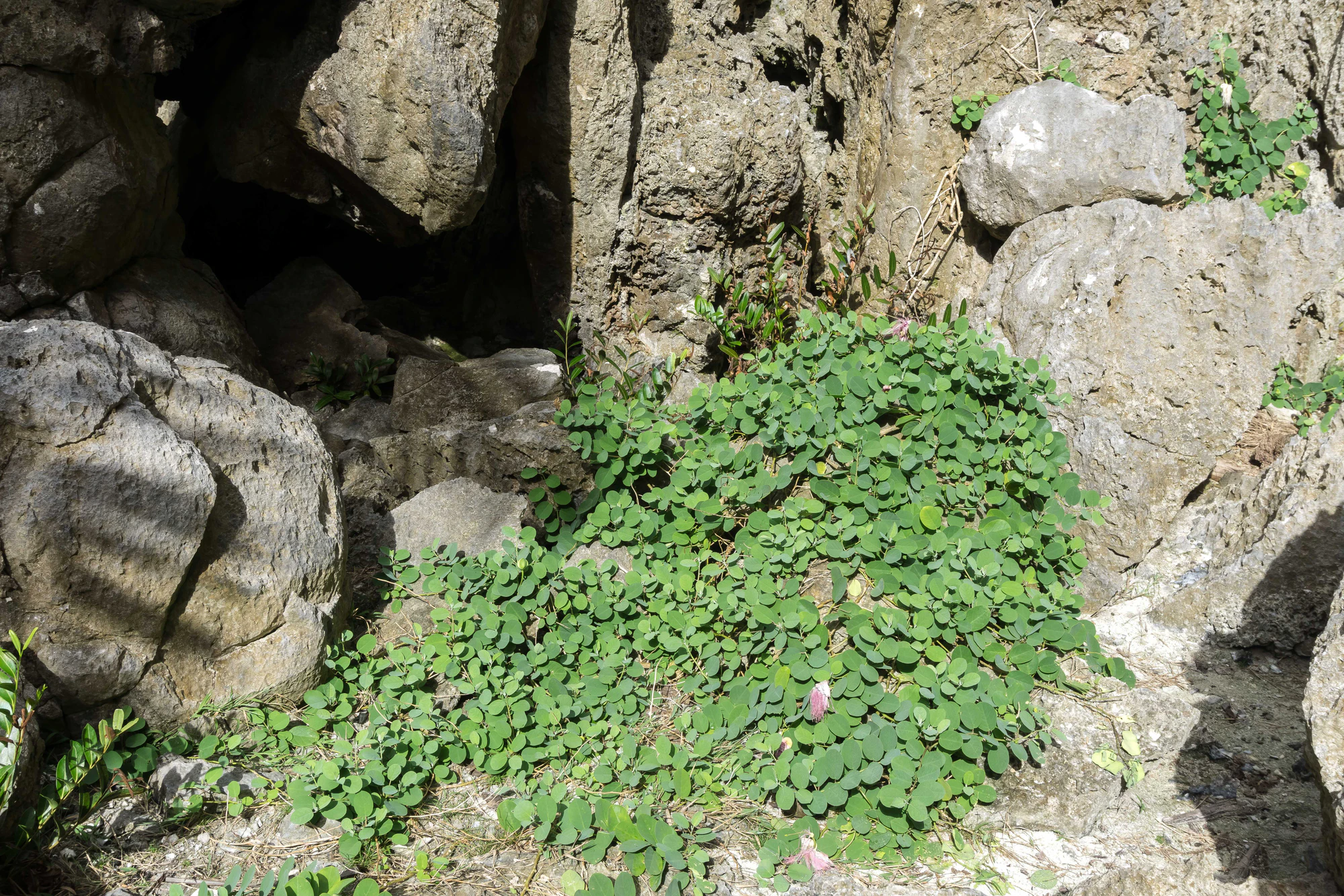 togo coral rock chasm 027 — Download