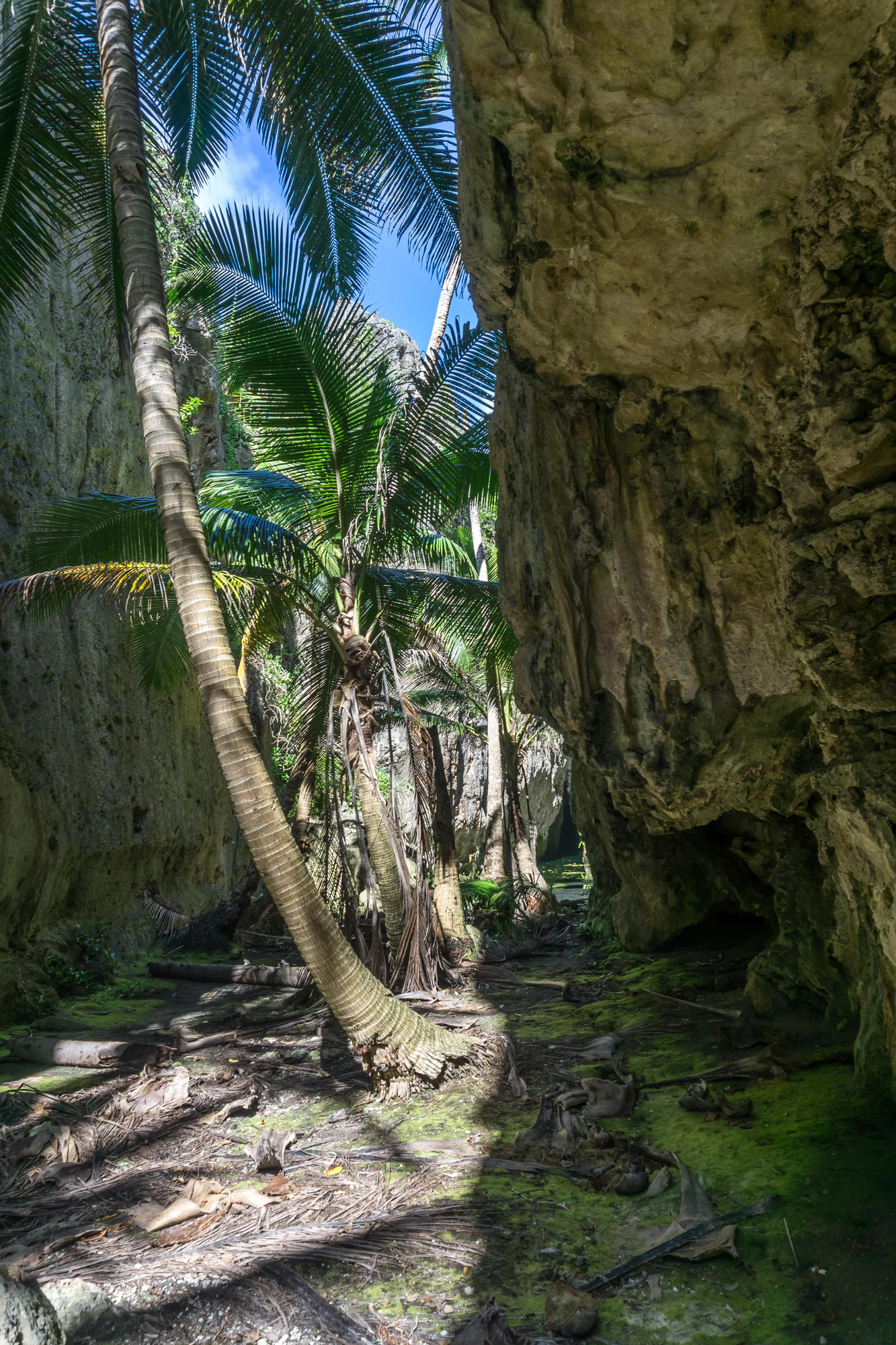 togo coral rock chasm 045 — Скачать