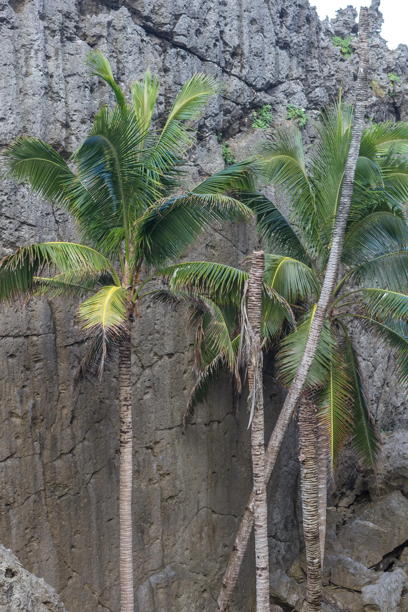 togo coral rock chasm 068 — Descargar