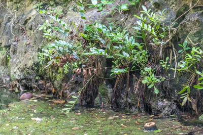 togo coral rock chasm 080 — Descargar