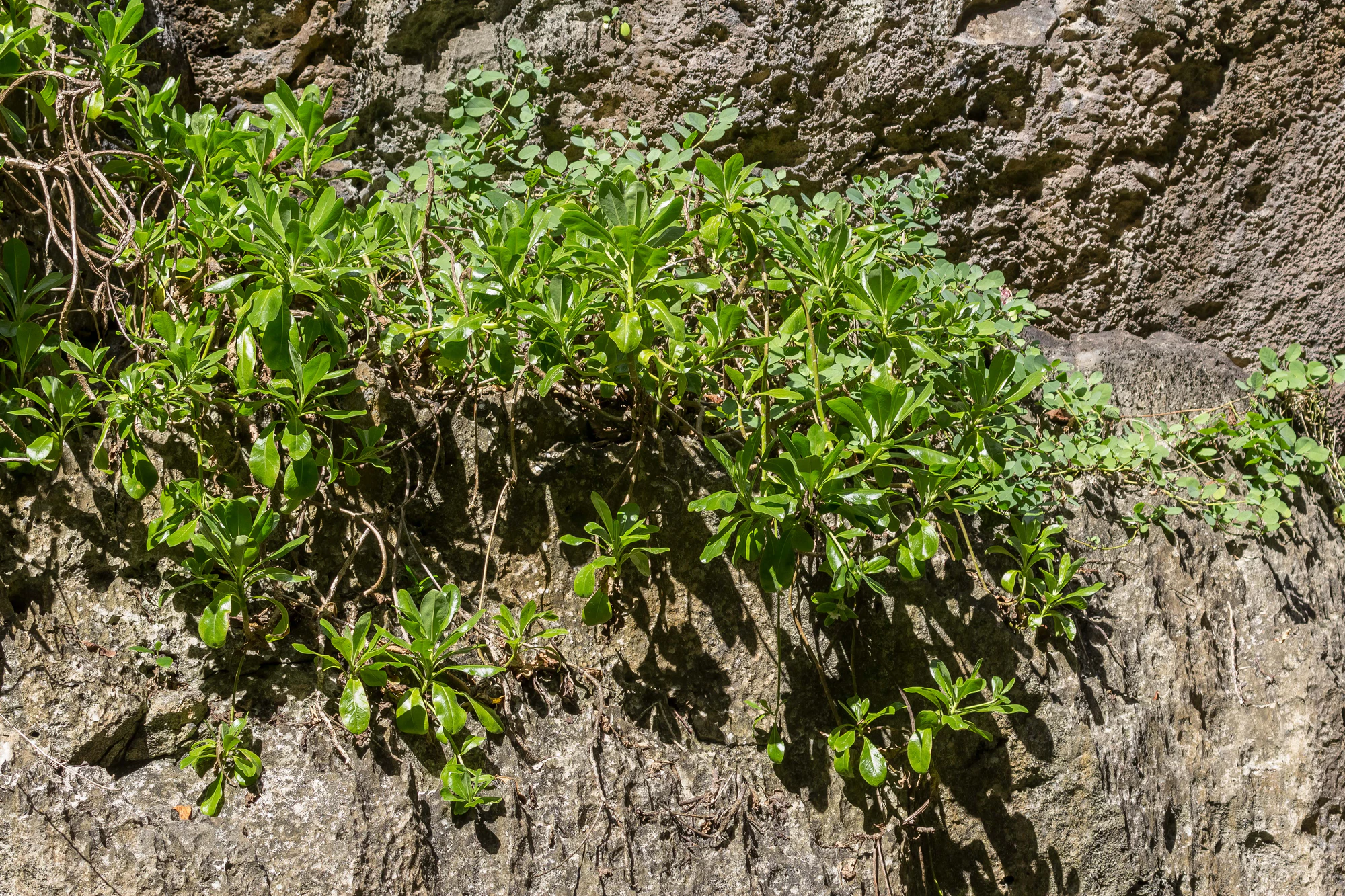 togo coral rock chasm 082 — Скачать