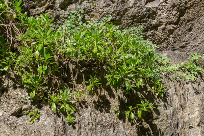togo coral rock chasm 082 — Скачать