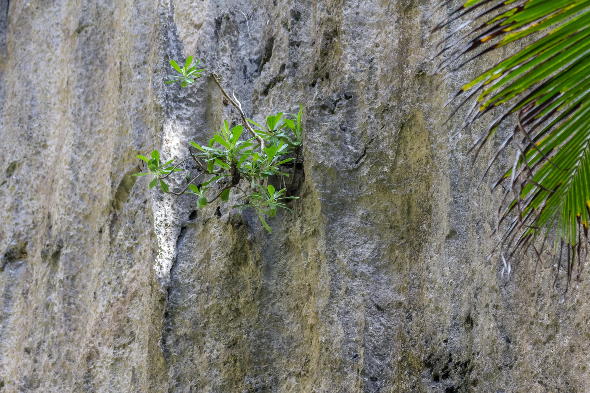 togo coral rock chasm 083 — Скачать