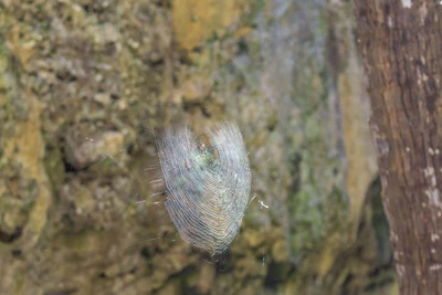 togo coral rock chasm 084 — Скачать