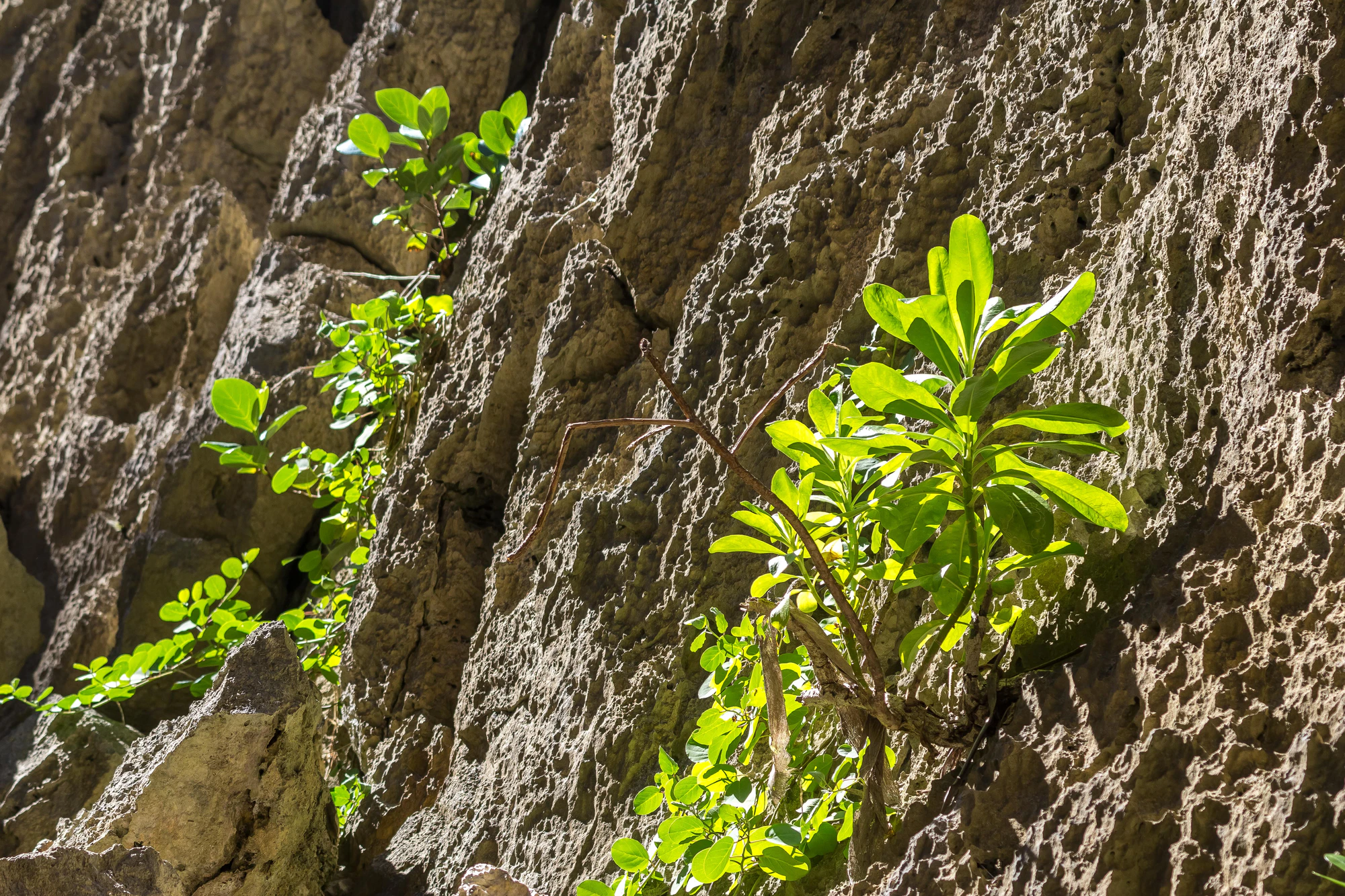 togo coral rock chasm 096 — Скачать