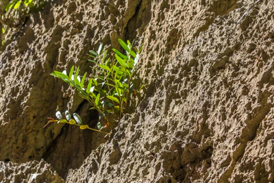 togo coral rock chasm 097 — Скачать