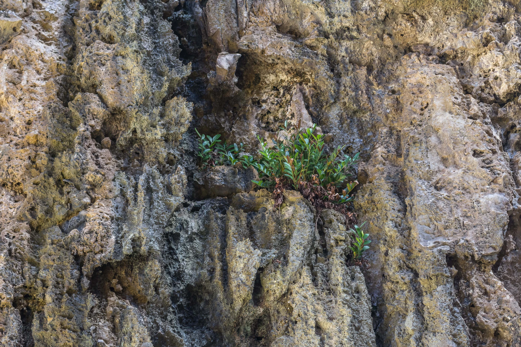 togo coral rock chasm 104 — Скачать