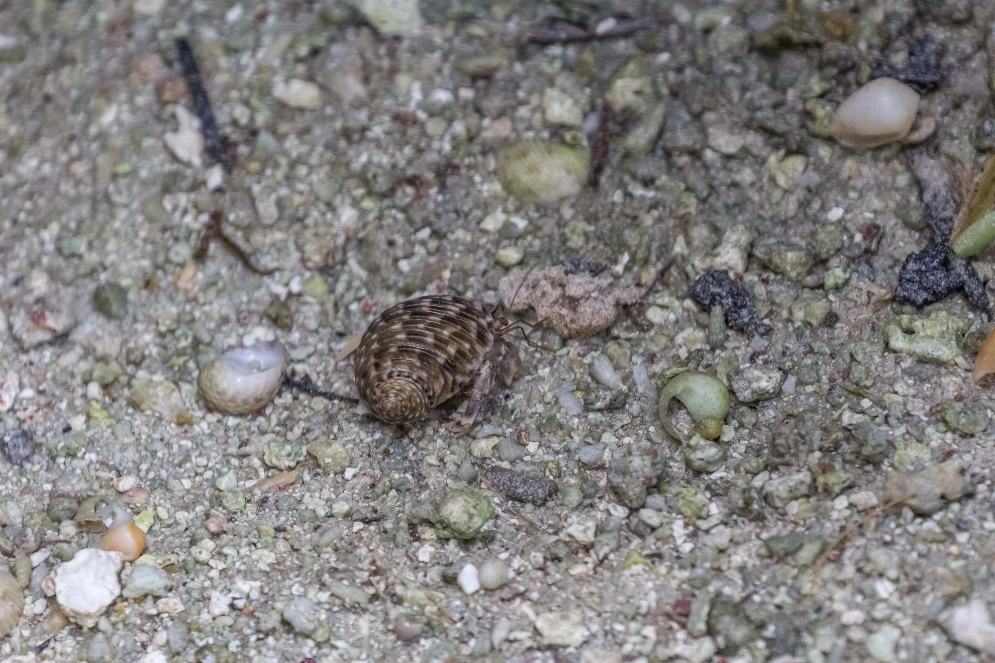 togo coral rock chasm 108 — Скачать