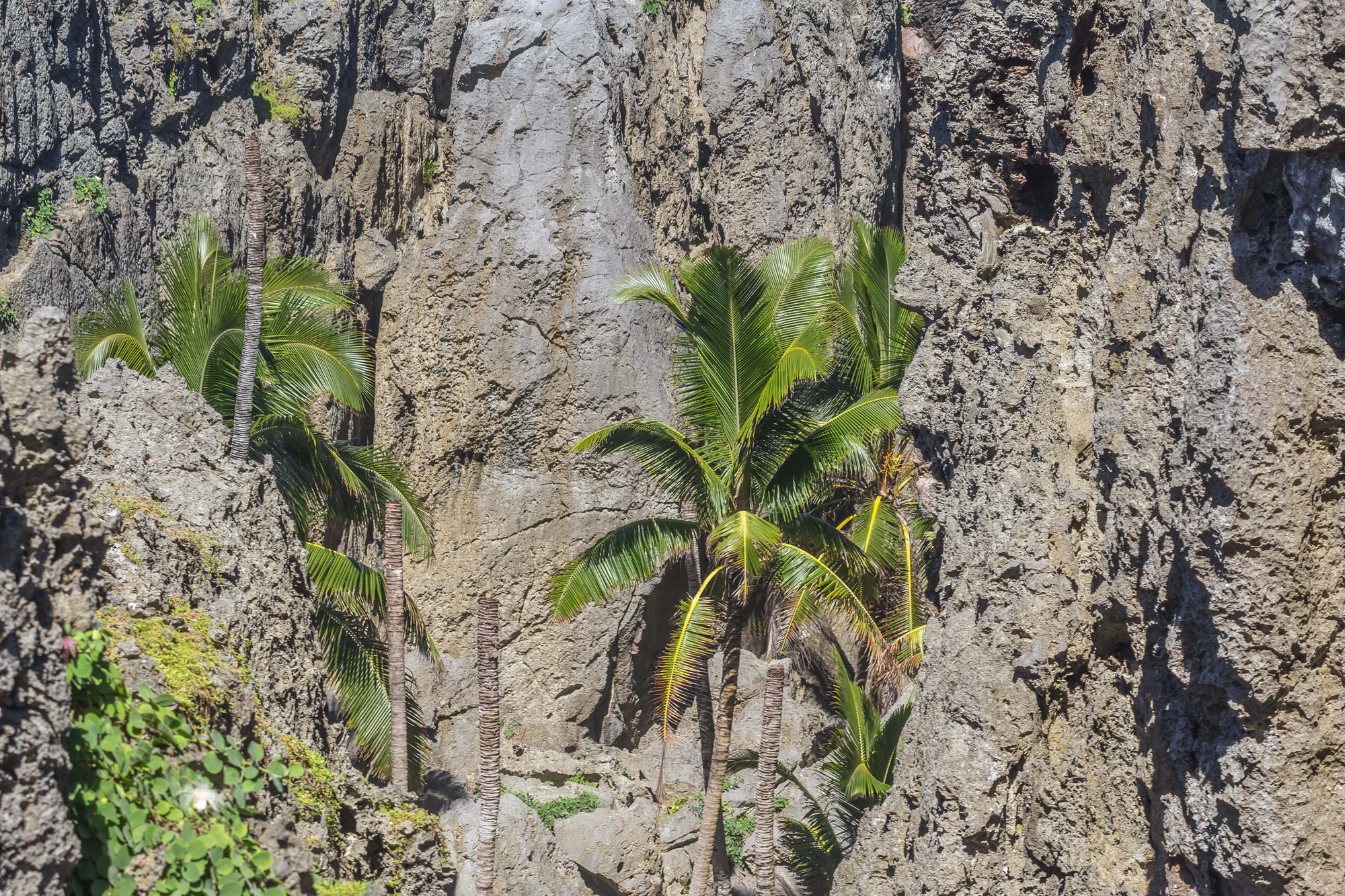 togo coral rock chasm 110 — Скачать