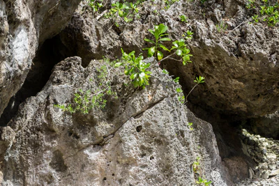 togo coral rock chasm 116 — Скачать