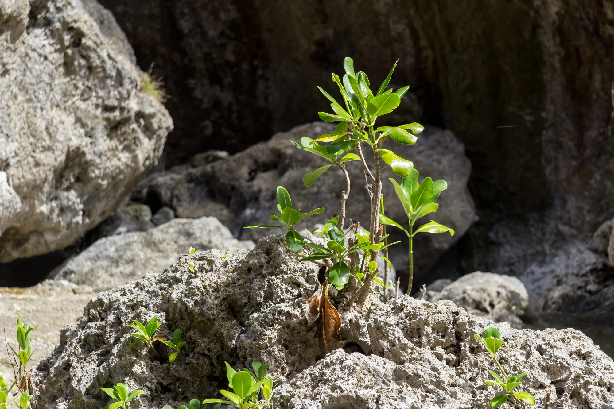 togo coral rock chasm 118 — Descargar