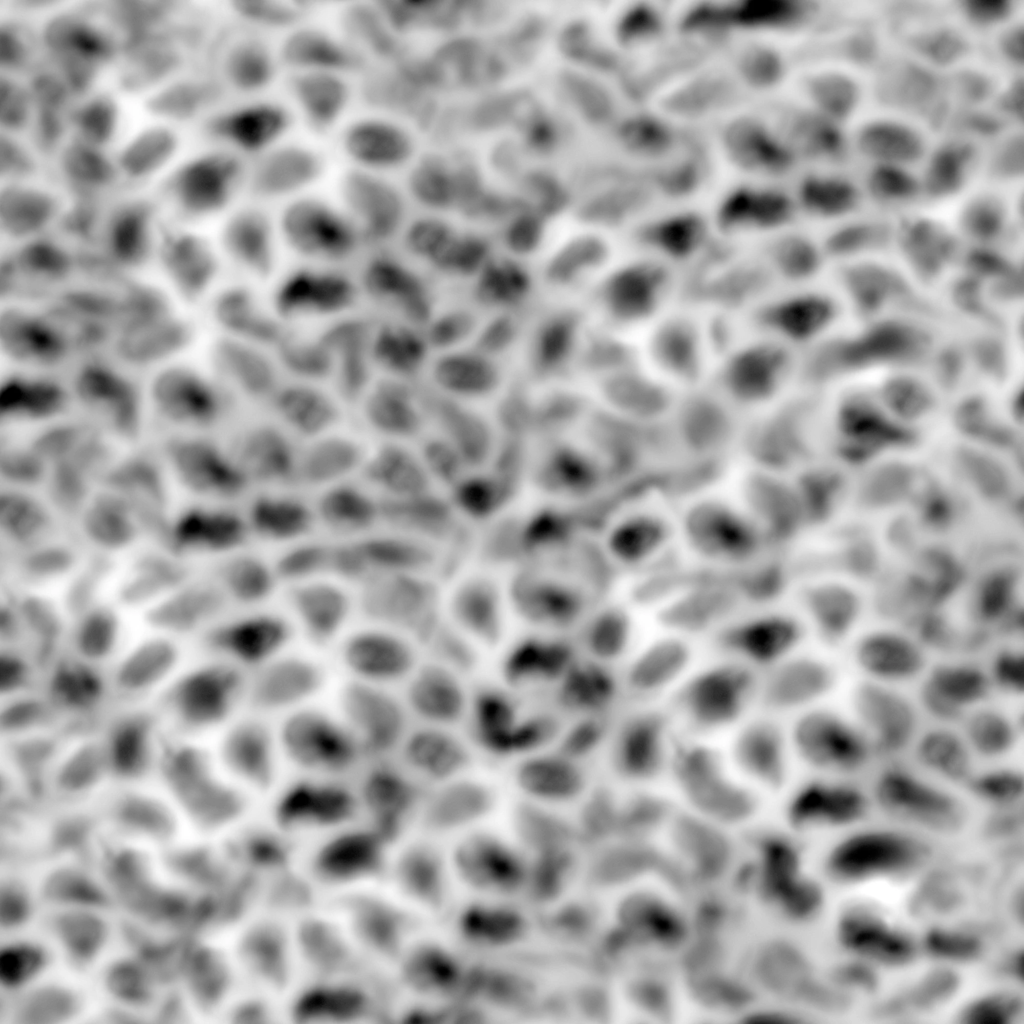 noise cell 003 — Descargar